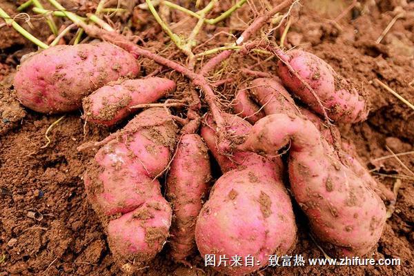 紅薯什么時(shí)候成熟？