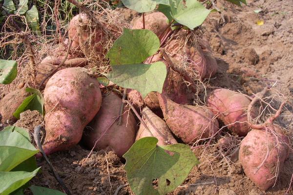 紅薯什么時候成熟?