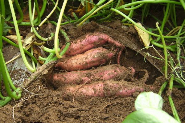 紅薯什么時候成熟?