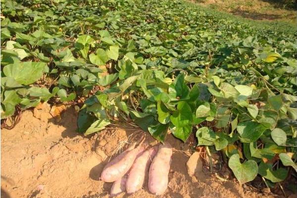 紅薯什么時候成熟?