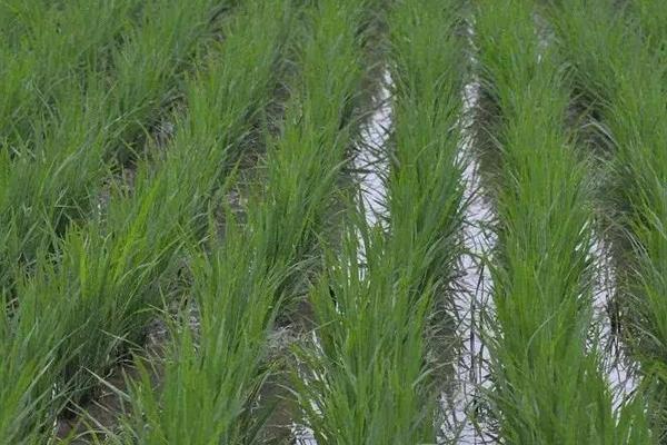 水稻二化螟防治時間是什么時候？