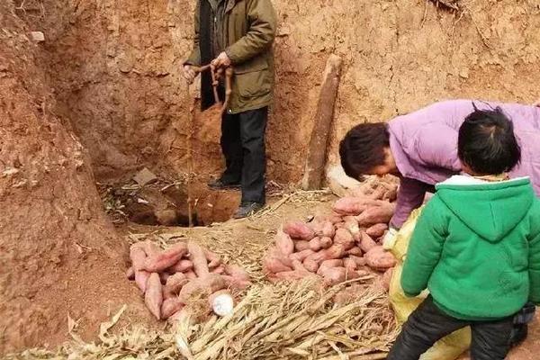 紅薯什么時候成熟?