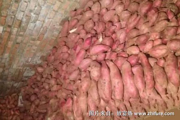 紅薯什么時候成熟?