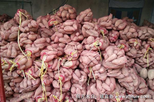 紅薯什么時候成熟?