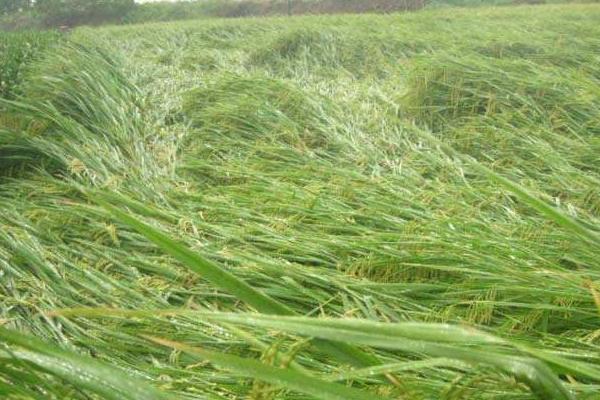 水稻二化螟防治時間是什么時候？