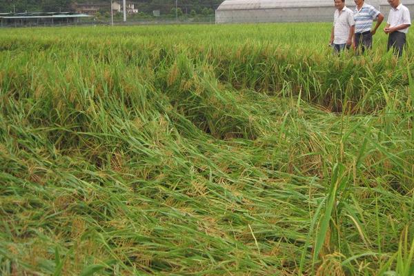 水稻二化螟防治時間是什么時候？