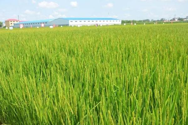 水稻二化螟防治時間是什么時候？