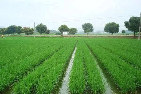 水稻什么時候曬田？