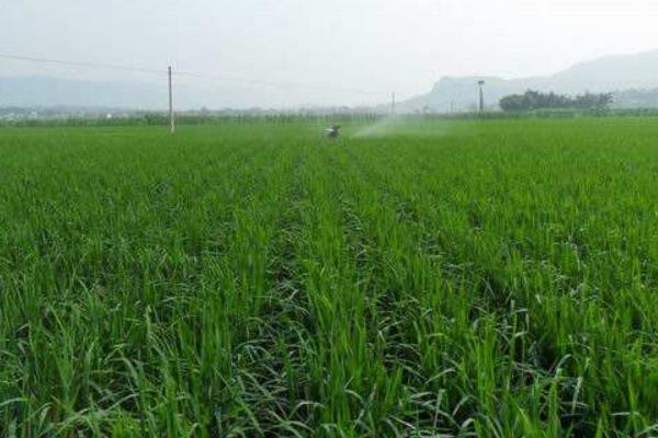 水稻什么時候曬田？