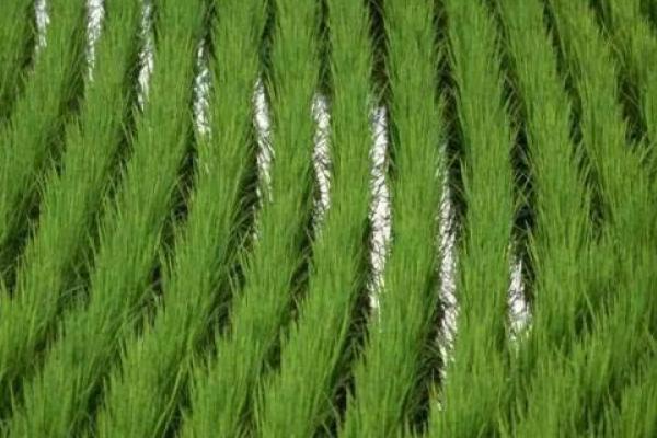 水稻什么時候曬田？