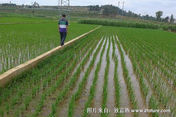 水稻適合什么土壤？