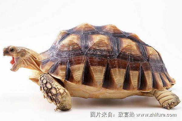 王八和烏龜的區別是什么？