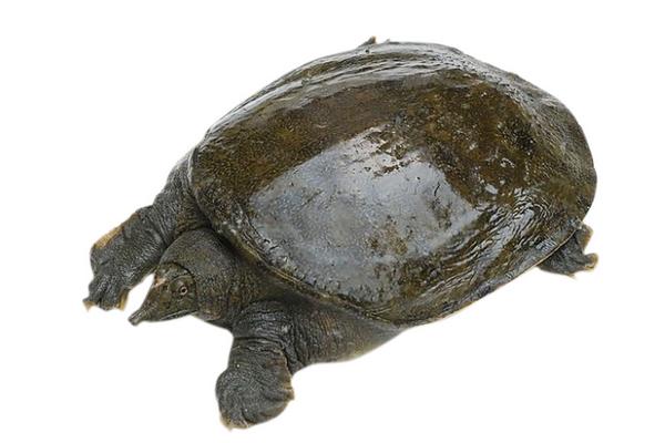 王八和烏龜的區別是什么?