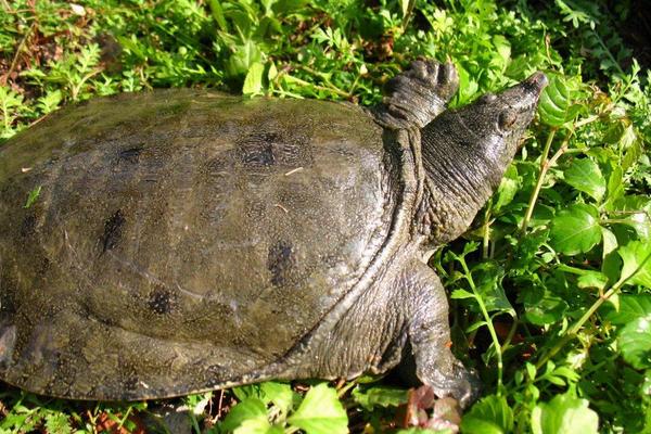 王八和烏龜的區別是什么?