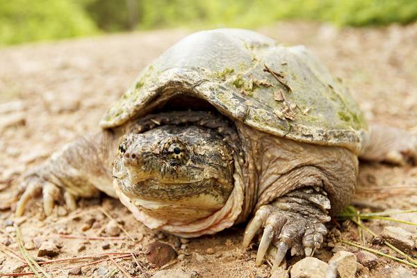王八和烏龜的區別是什么?