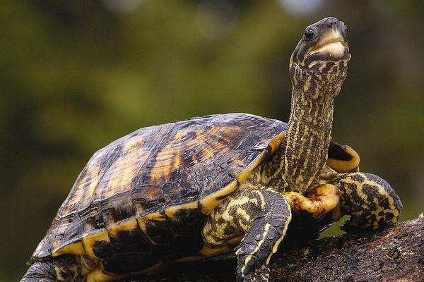 王八和烏龜的區別是什么?