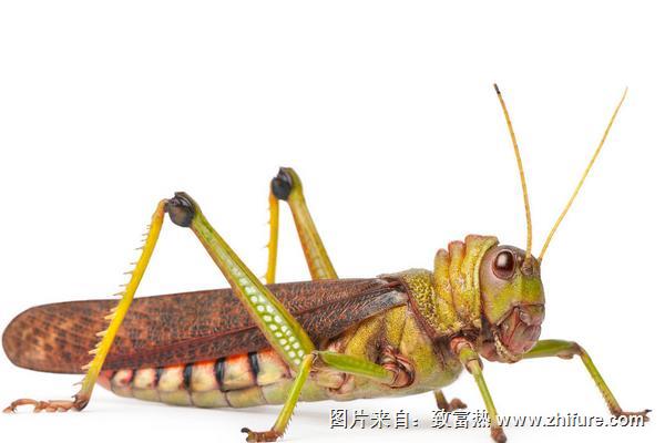 蝗蟲養殖大棚建設方案