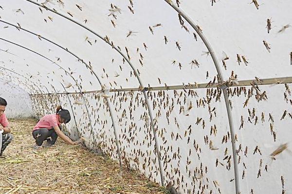 蝗蟲養殖大棚建設方案