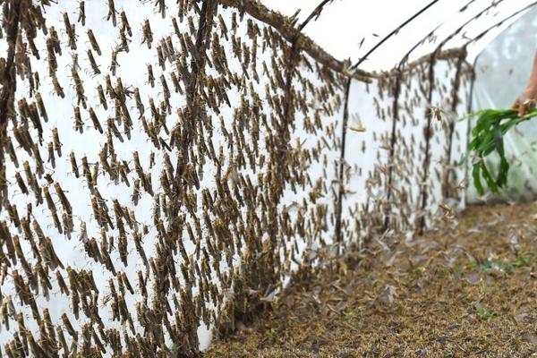 蝗蟲養殖大棚建設方案