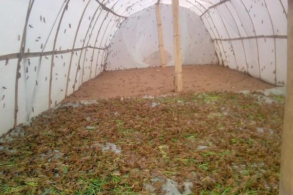 蝗蟲養殖大棚建設方案