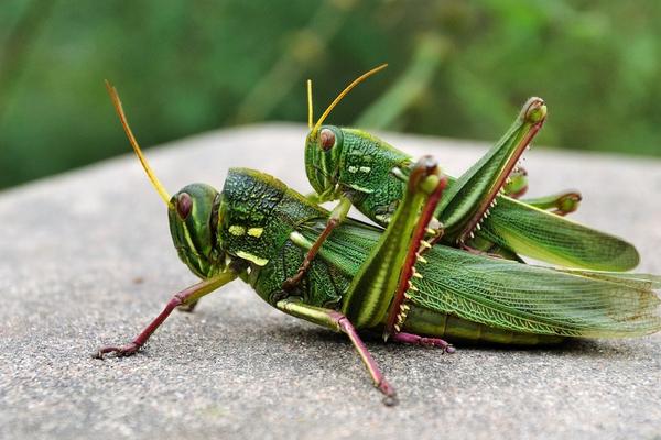 蝗蟲養殖大棚建設方案
