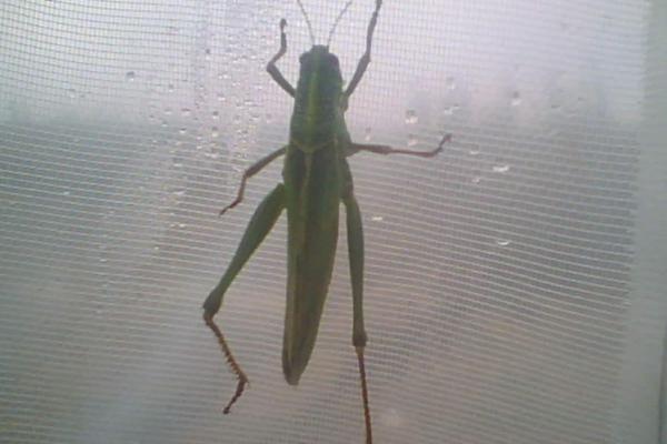 蝗蟲養殖大棚建設方案