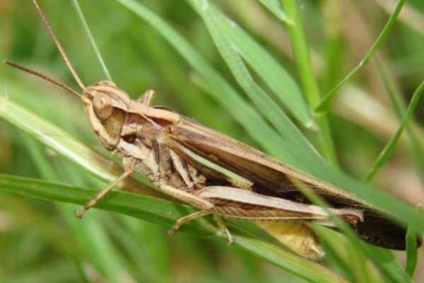 蝗蟲養殖大棚建設方案