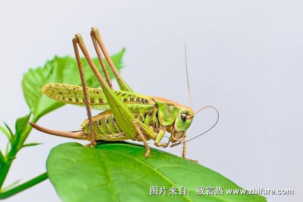 螞蚱是蝗蟲嗎？