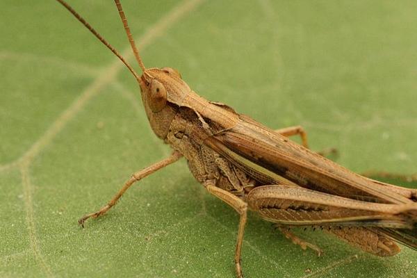 螞蚱是蝗蟲嗎?