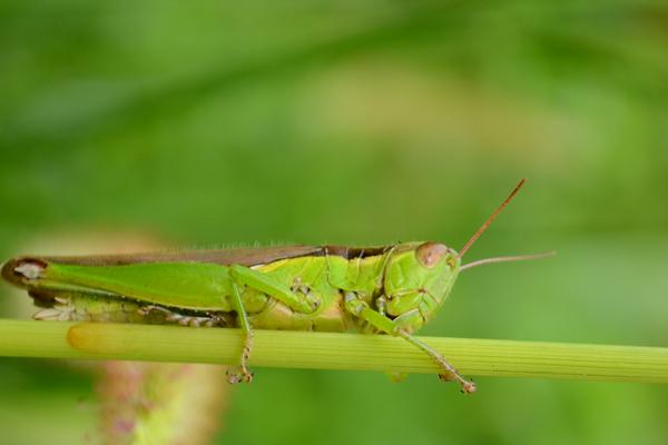 螞蚱是蝗蟲嗎?