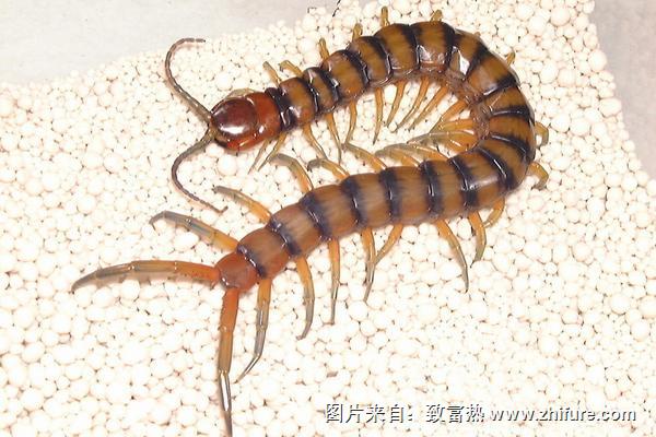 長的像蜈蚣的蟲子一般有哪些?