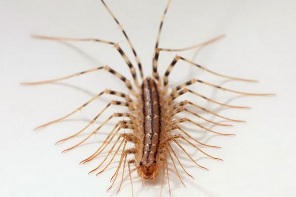 長的像蜈蚣的蟲子一般有哪些?