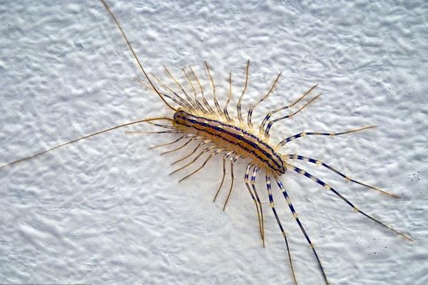 長的像蜈蚣的蟲子一般有哪些?