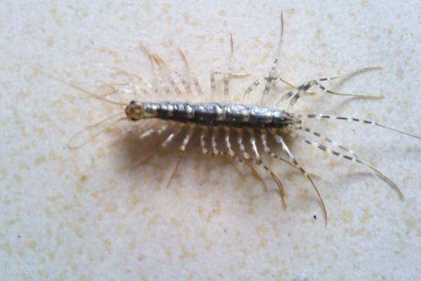 長的像蜈蚣的蟲子一般有哪些?