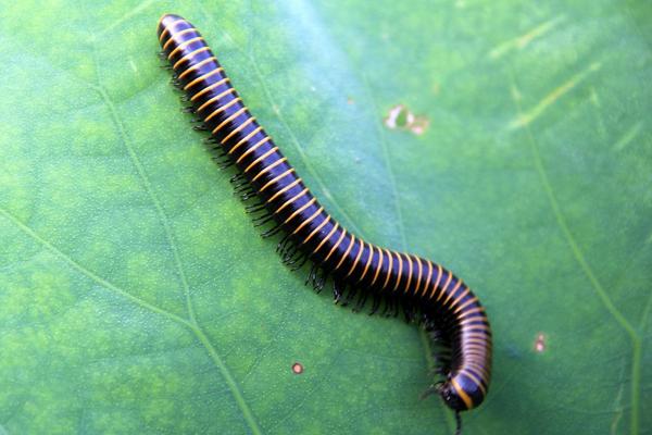 長的像蜈蚣的蟲子一般有哪些?