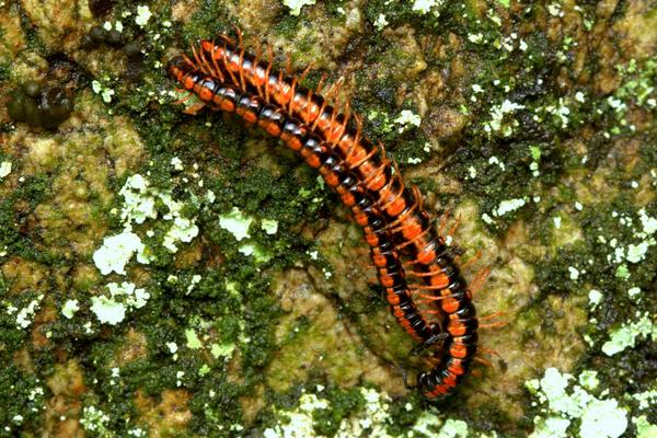 長的像蜈蚣的蟲子一般有哪些?