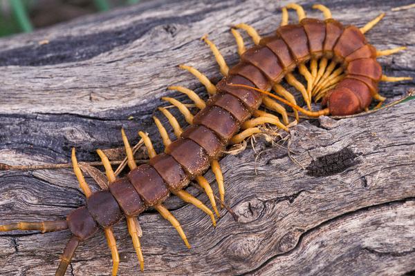 長的像蜈蚣的蟲子一般有哪些?