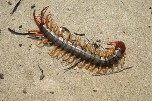 長的像蜈蚣的蟲子一般有哪些?