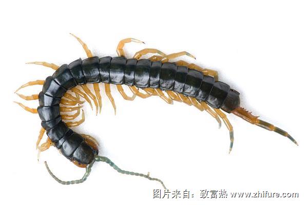 被蜈蚣咬了有什么癥狀？