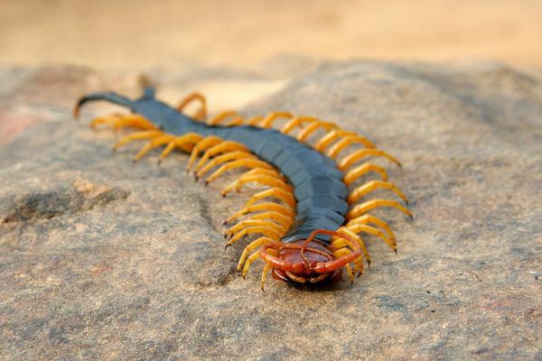 被蜈蚣咬了有什么癥狀？