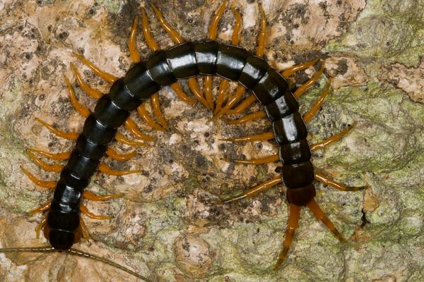 被蜈蚣咬了有什么癥狀？