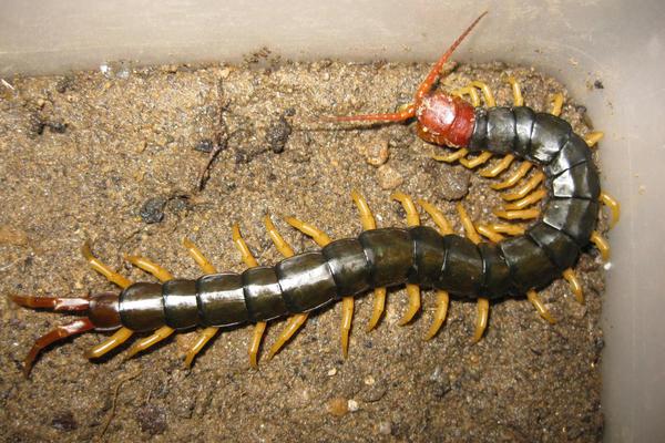 被蜈蚣咬了有什么癥狀？