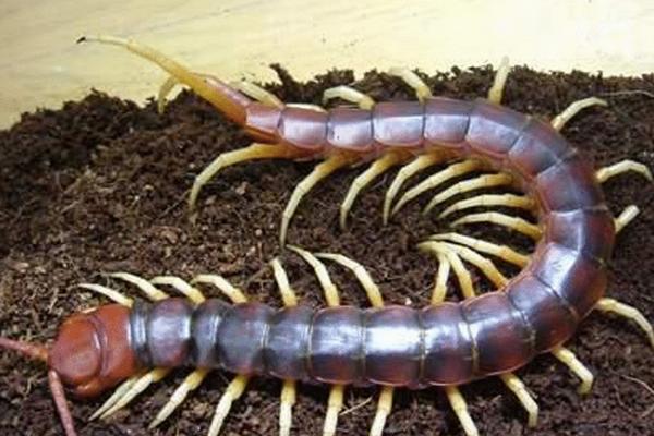 世界上最大的蜈蚣是什么?