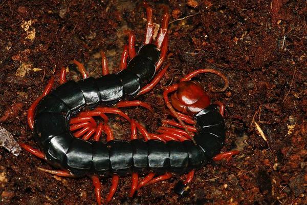 世界上最大的蜈蚣是什么?