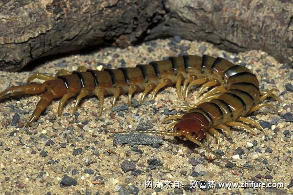 蜈蚣爬過的地方有毒嗎？