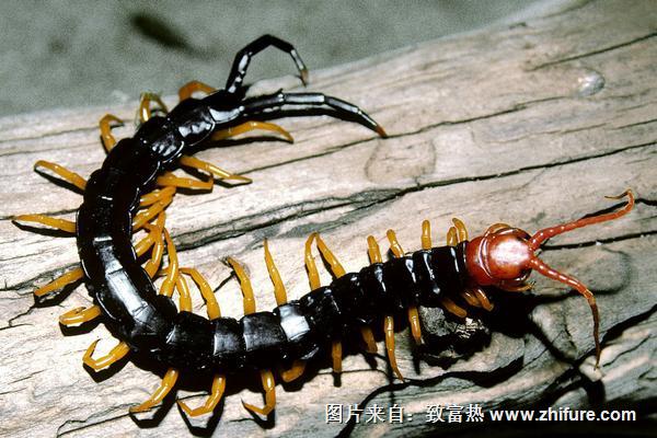 蜈蚣泡酒的功效與作用及禁忌