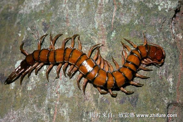 蜈蚣丸的功效與作用及禁忌