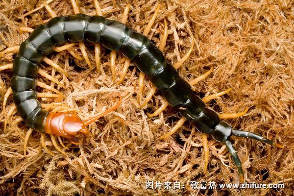 蜈蚣養殖成本要多少？