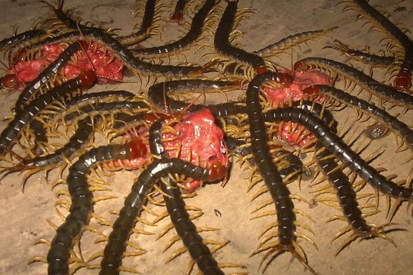 蜈蚣養(yǎng)殖成本要多少？