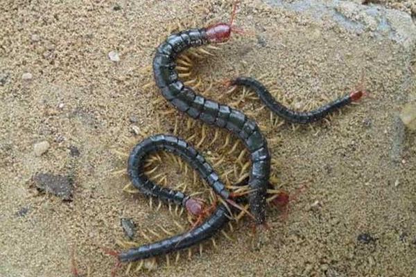 蜈蚣養(yǎng)殖成本要多少？